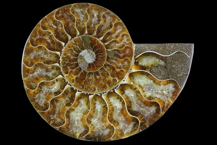 Agatized Ammonite Fossil (Half) - Madagascar #125065